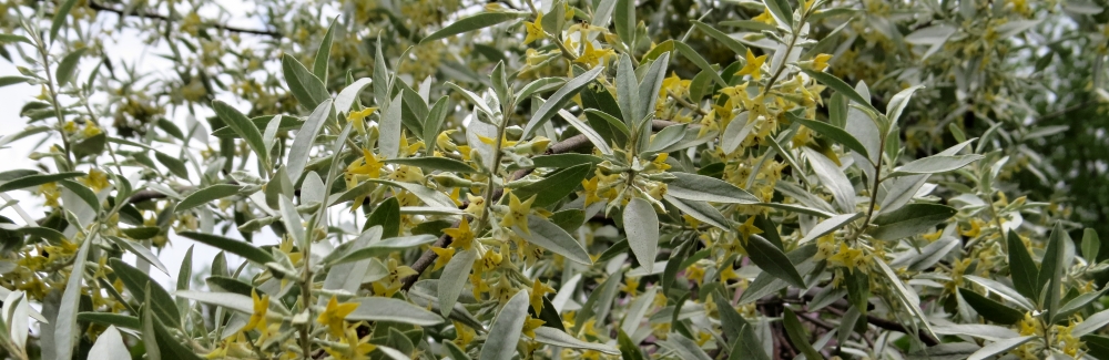 Rostliny rychlerostouci_banner